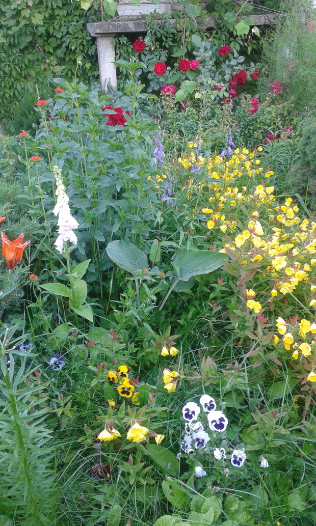 Spory skalniak kwiatowy.