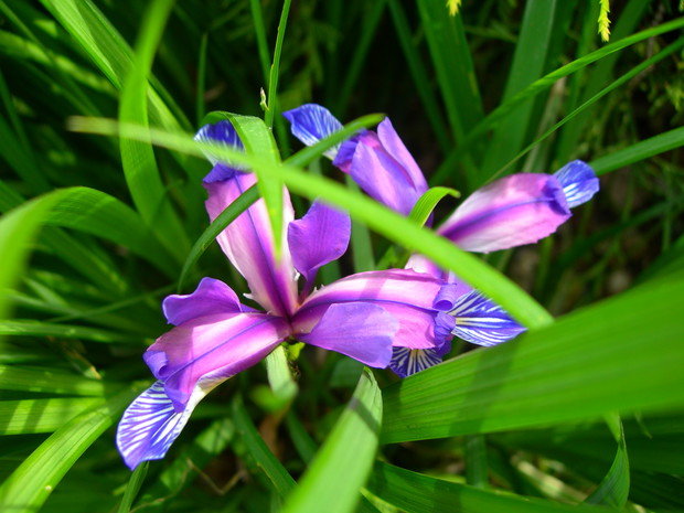 subtelna uroda irysów
