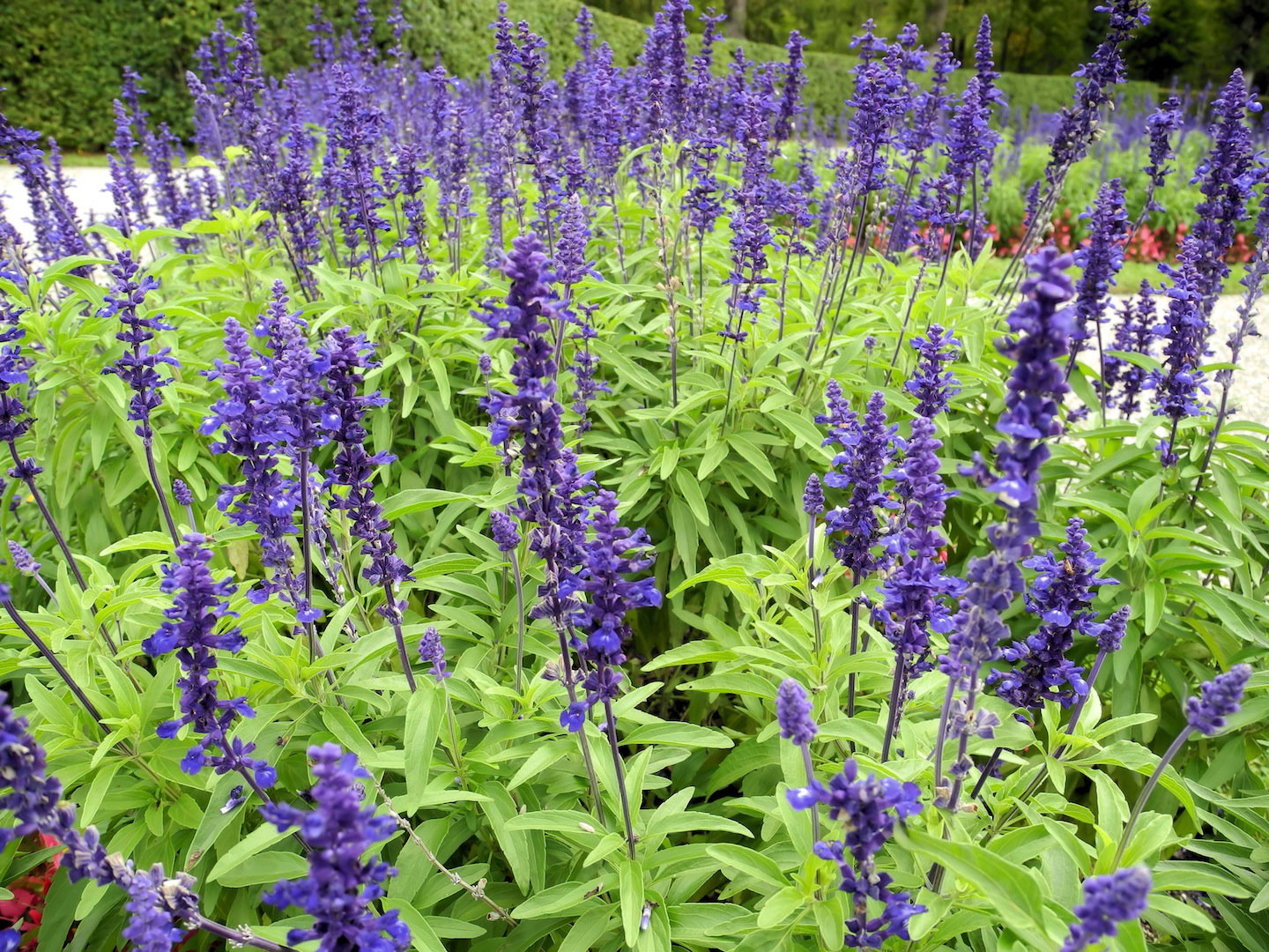 Szałwia na rabacie (zdj.: Fotolia.com)