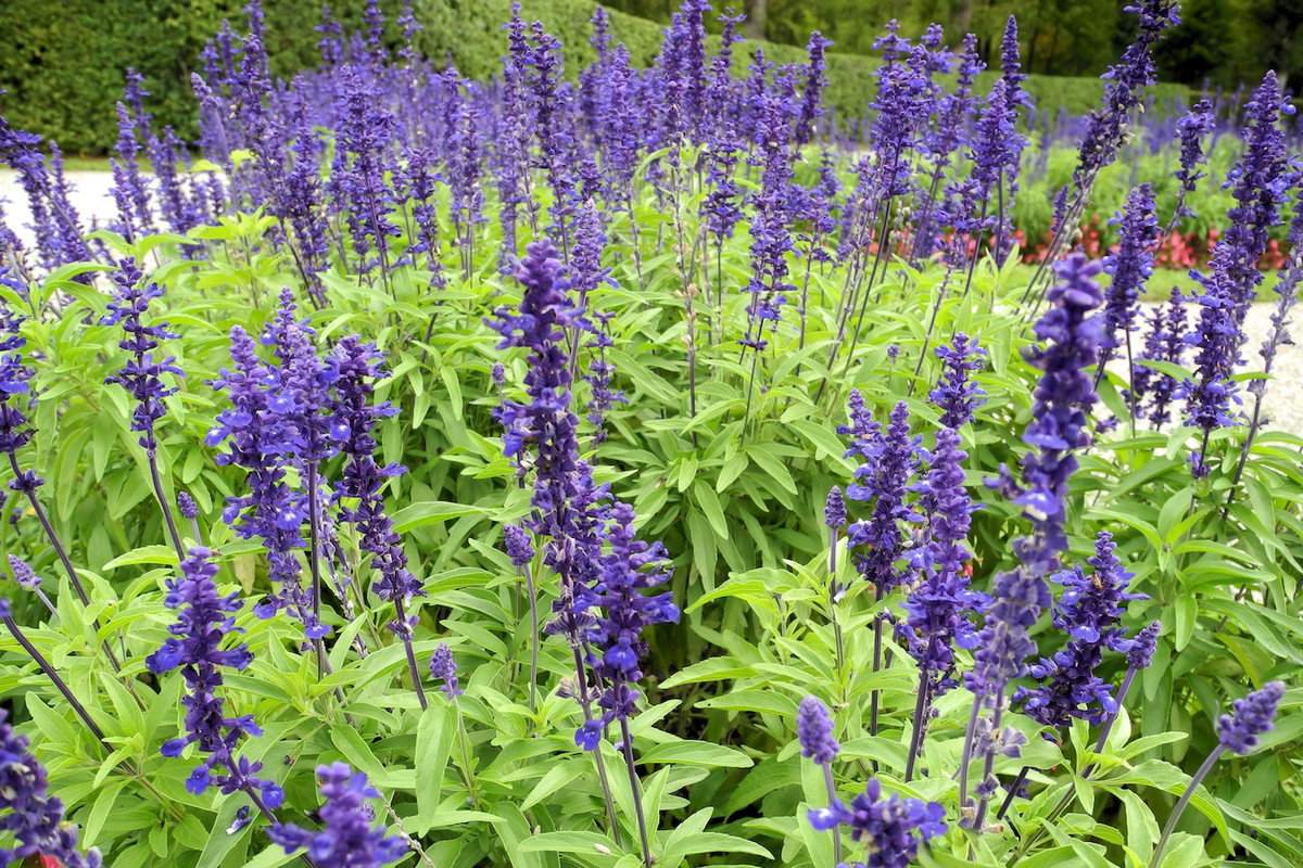 Szałwia na rabacie (zdj.: Fotolia.com)