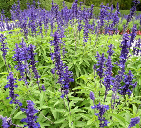 Szałwia na rabacie (zdj.: Fotolia.com)