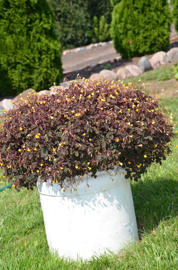 Szczawik - pięknie się rozrósł :)