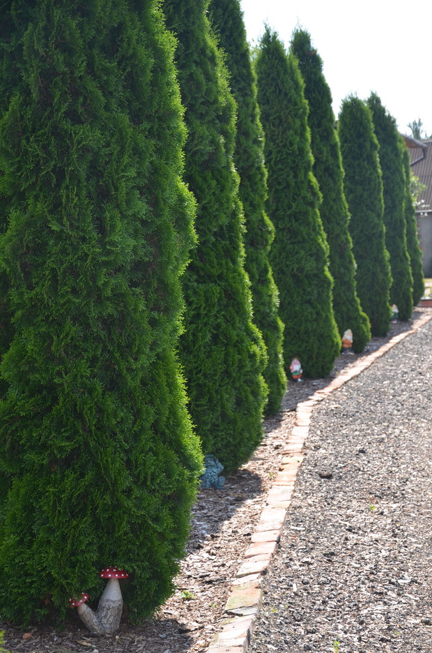 Szpaler tui przy wjeździe na posesję :)