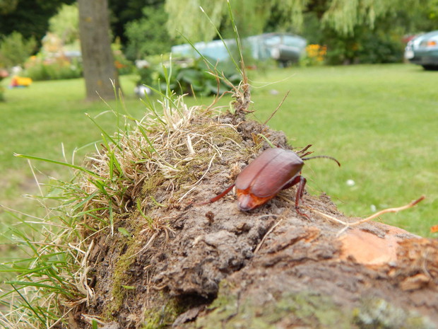 Taki jeden w gościnie....Prionus coriarius