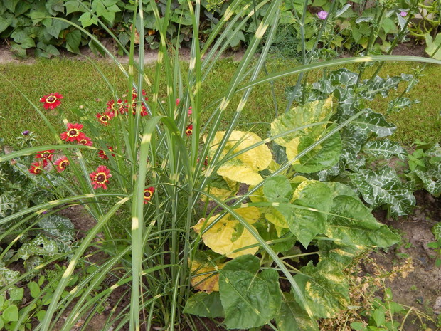 Taki nietypowy słonecznik w tym roku mi się wyhodował.....Czyżby zazdrościł miskantowi jego zebrzystego wyglądu? :P 