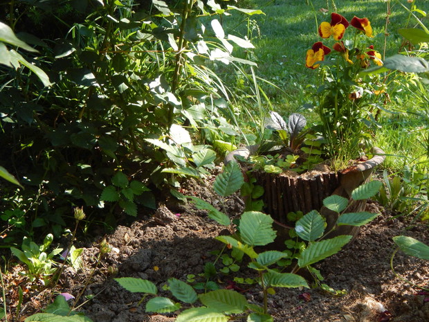 Taki tam "wypełniacz" po wykopanych cebulach tulipana