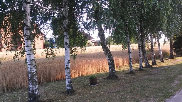  Te brzozy są piękną ozdobą -zimą i latem.prezentują się wspaniale.