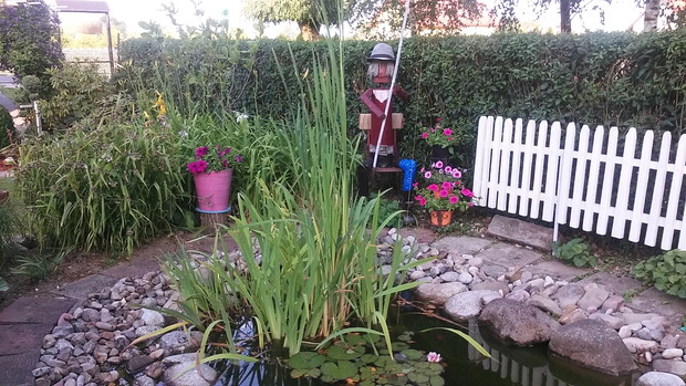 Ten Rybak siedzi  przy moim oczku  wodnym cały rok i ma nadzieje coś złowić z moich ozdobnych rybek .