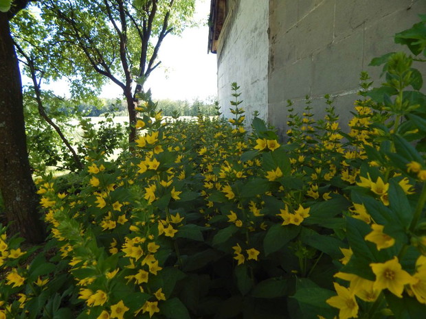 Tojeść kropkowana - jak dla mnie - Królowa zacienionych miejsc
