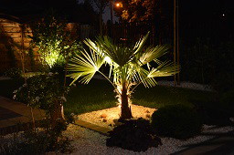 Trachycarpus Fortunei :)