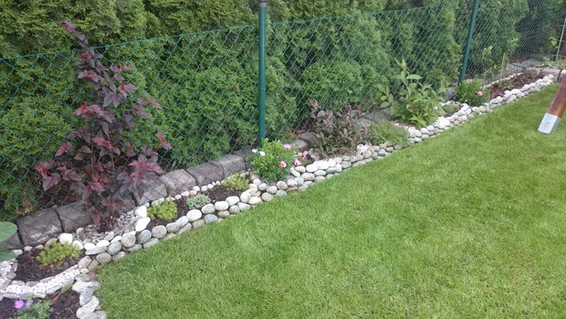 troszkę skalniaczków