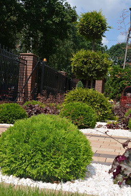 Tuja formowana otoczona danicami i żurawkami 