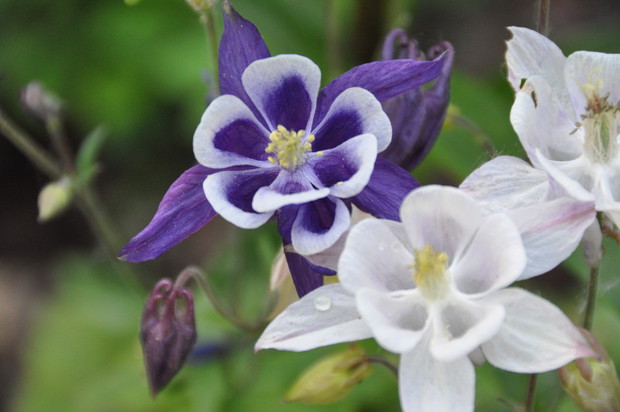 Uroda orlików jest nieoceniona, zresztą jak wielu innych kwiatów w naszym ogrodzie.....