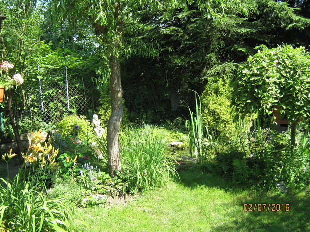 W dali oczko wodne i wierzby babilońska i iwa na pniu.