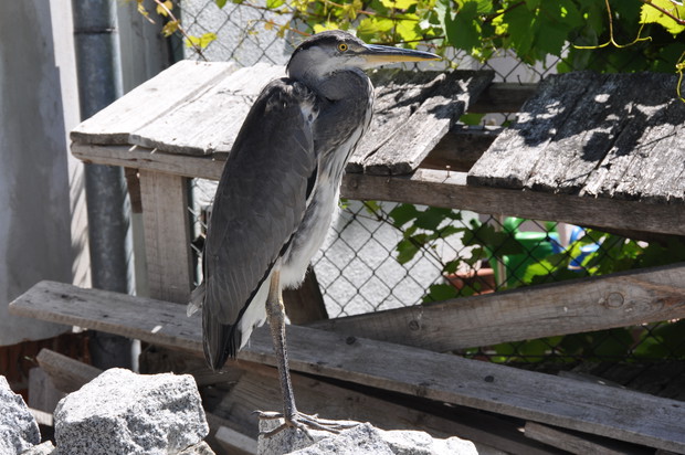 W momencie jak jeszcze jak nasz taras był w budowie zawitała do nas czapla siwa - to było coś ! nie mogłam się na nią napatrzeć :)