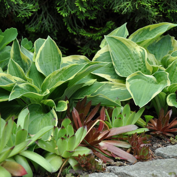 W naszym ogrodzie każda roślinka ma swoje wyjątkowe miejsce :)