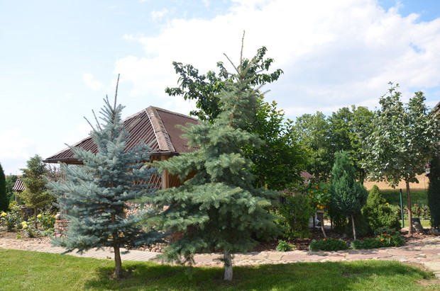 W tle murowana z kamienia altanka :)