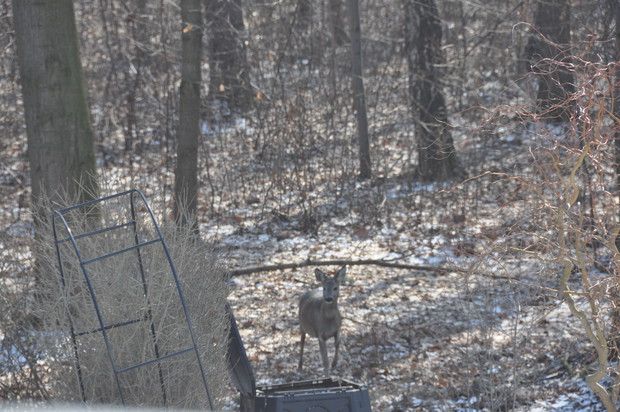 W zimie pod bramkę ogrodu podchodzą sarny :)