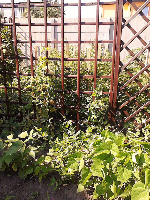 warzywniak pełen frykasów dla całej rodziny