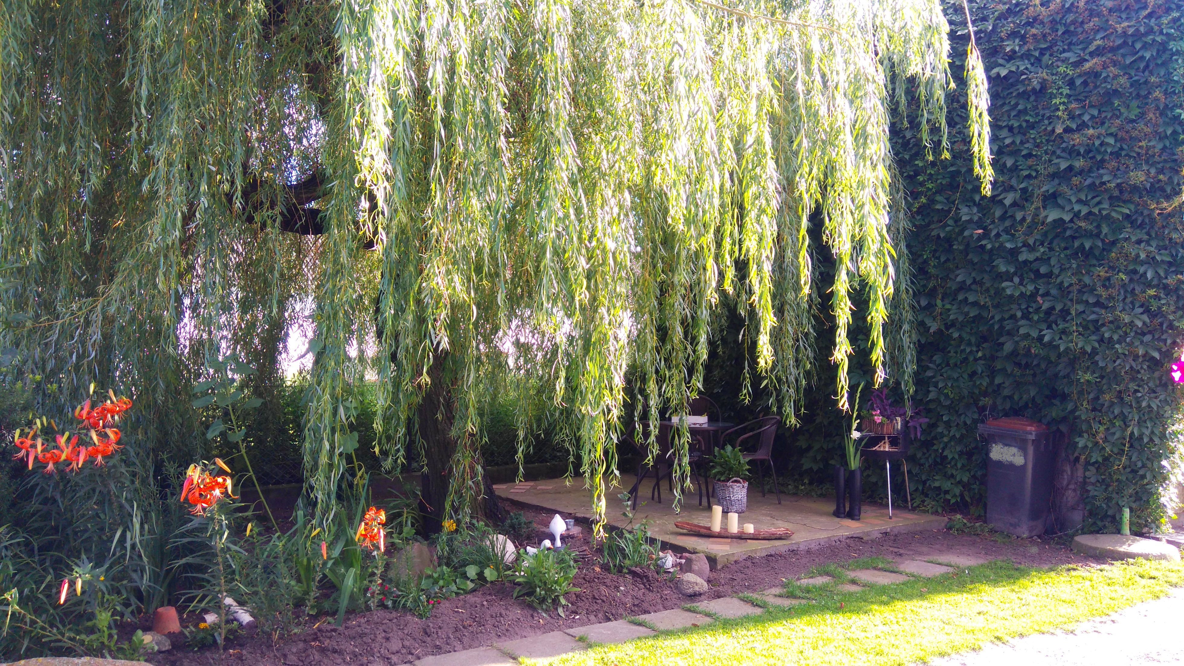 Wierzba dająca cień podczas gorącego lata  