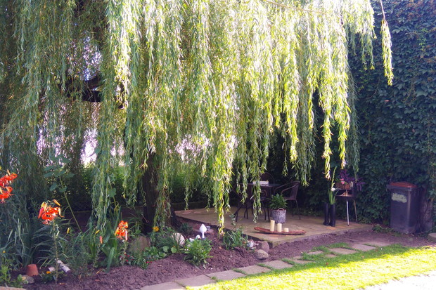 Wierzba dająca cień podczas gorącego lata