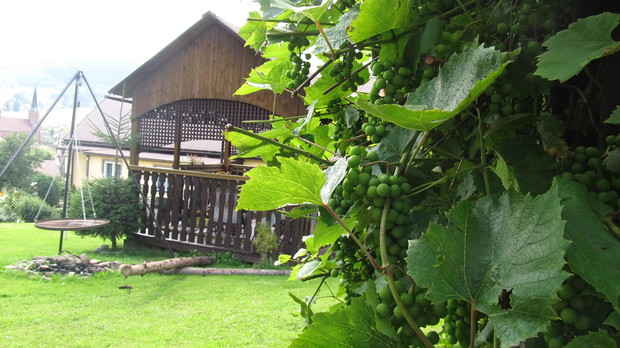 Winogrono jeszcze zielone lecz niedługo będzie można się nim delektować. Piękna ozdoba mojej krainy!