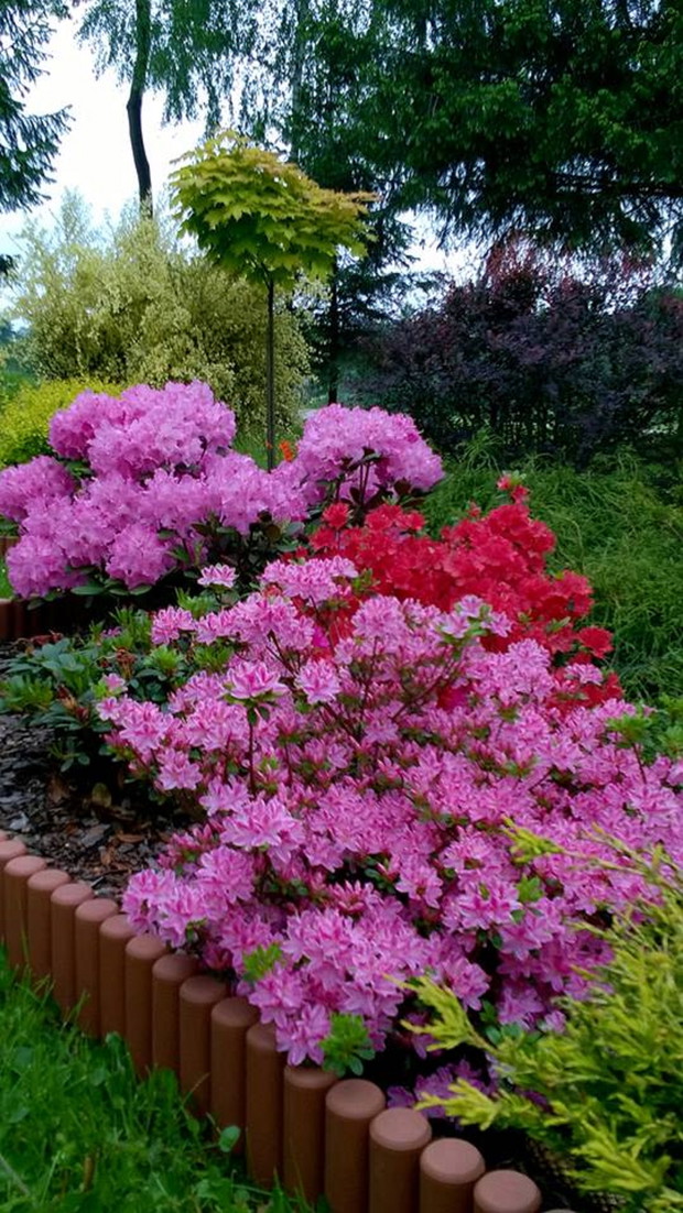 Wiosenne azalieni różaneczniki