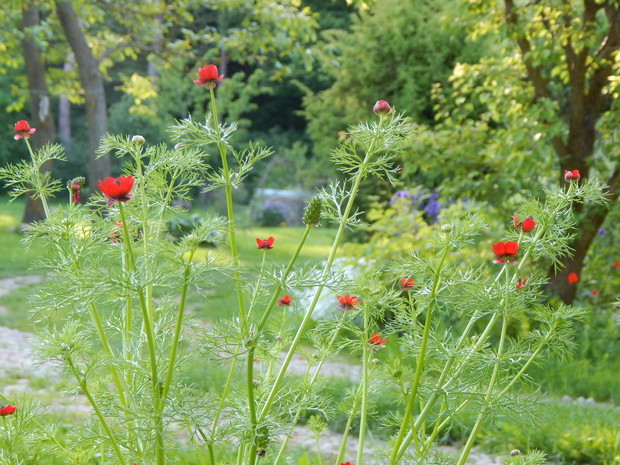 Wiosną czerwonym akcentem są miłki letnie