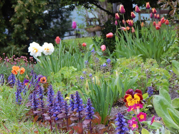 Wiosną na rabacie pod domem...