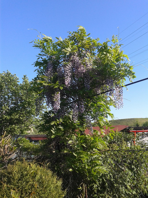 Wisteria