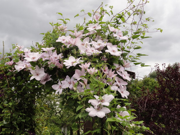 Wita nasz ulubiony clematis Jan Paweł II