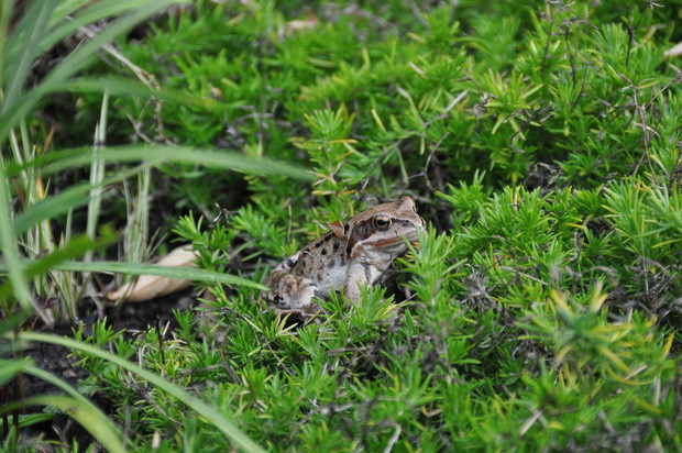 Wśród roślin znalazła się i żabka :)