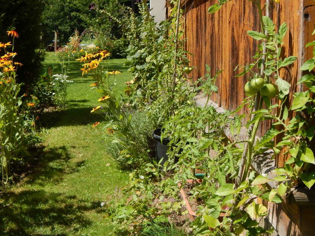 Wy też tak macie, że jak zostaje wam rozsada różnych roślin to szkoda Wam wyrzucić i wciskacie je gdziekolwiek byle jeszcze rosły? Dlatego pomidory w tym sezonie między innymi tutaj znalazły sobie miejsce :)