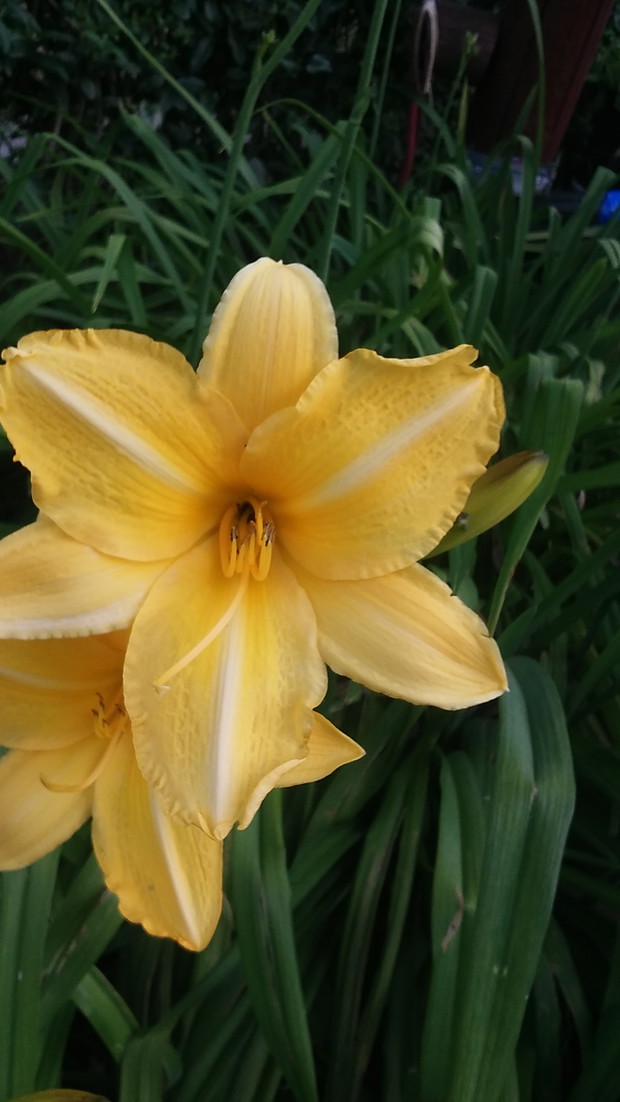 Wysokie liliowce  w kolorze żółty -pochodzą z przydrożnego rowu  iwspaniale prezentują się przy oczku wodnym.