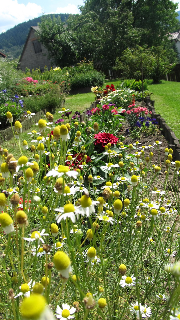 Z rumiankiem na czele!