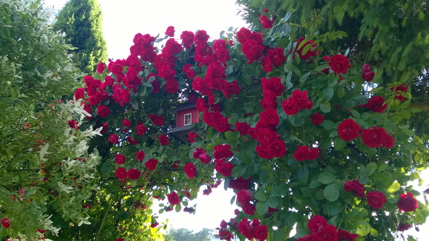 Zachwycająca róża