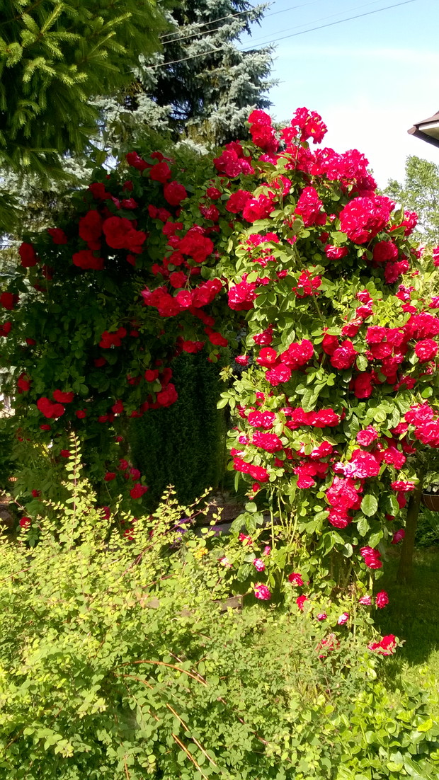 Zachwycająca róża