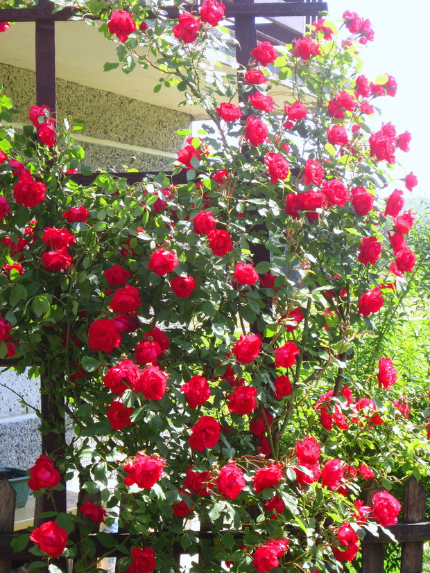 Zachwycające róże