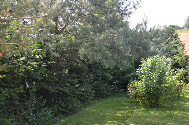 Zagajnik i schronienie dla ptaszków i zwierząt :)