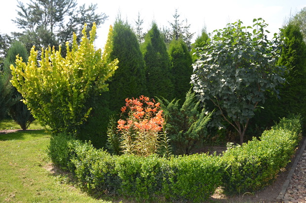 Zagajnik różnorodności :)