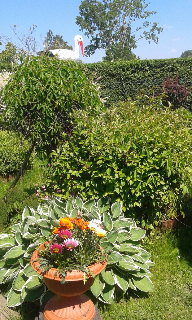 Zakatek pieknych roslin.