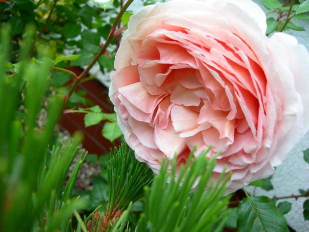 zapach róż angielskich oszałamia