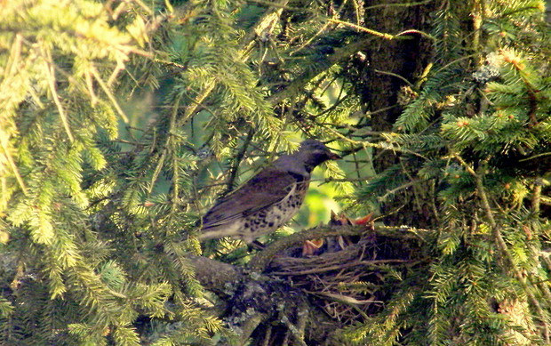 "zaprzyjaźniona" rodzina szpaków :)