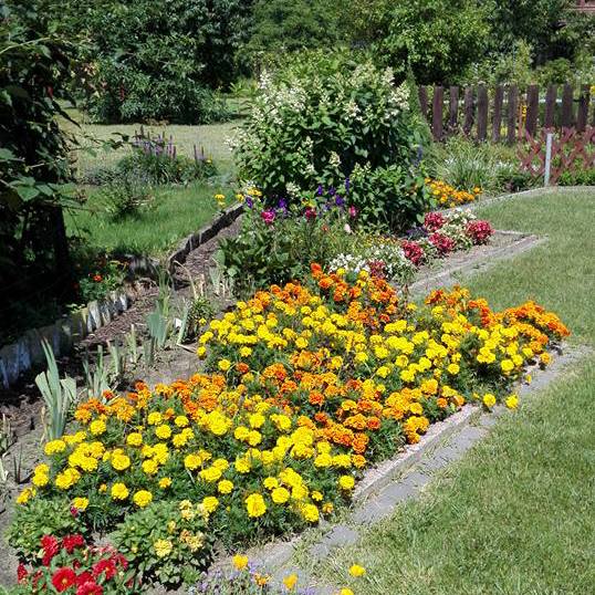Aksamitka nawet ładnie wygląda