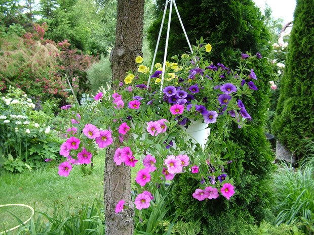 Ampla z petuniami Calibrachoa, moja kompozycja