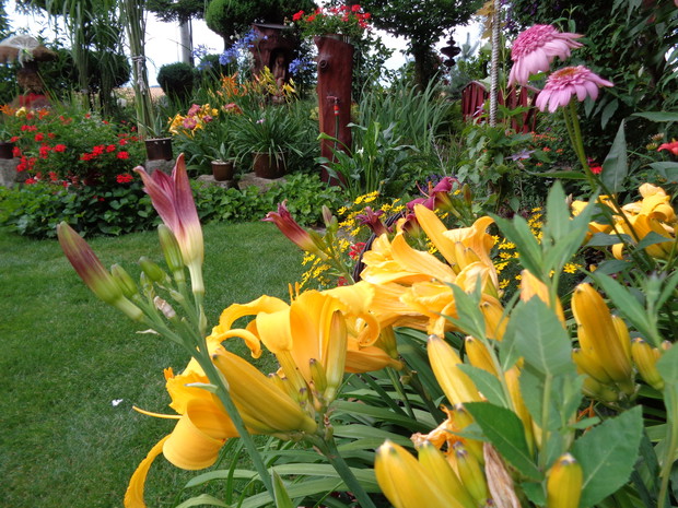 Barwny spektakl liliowców.