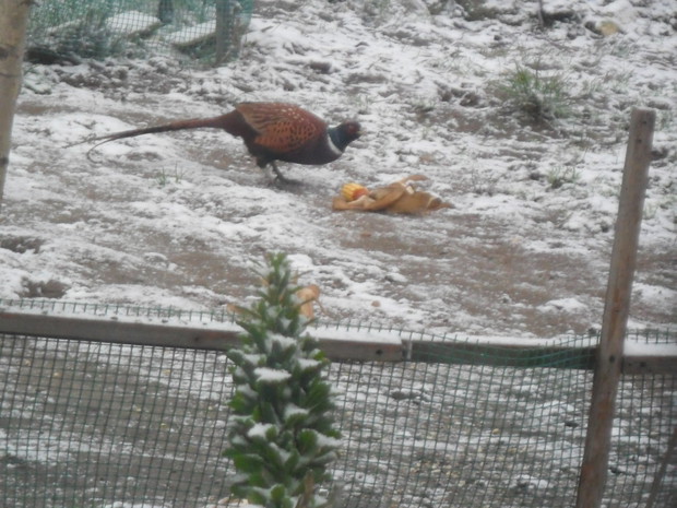 bażant przyszedł do naszego ogrodu