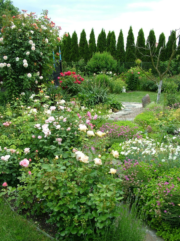 Budząca się do życia rabata różana