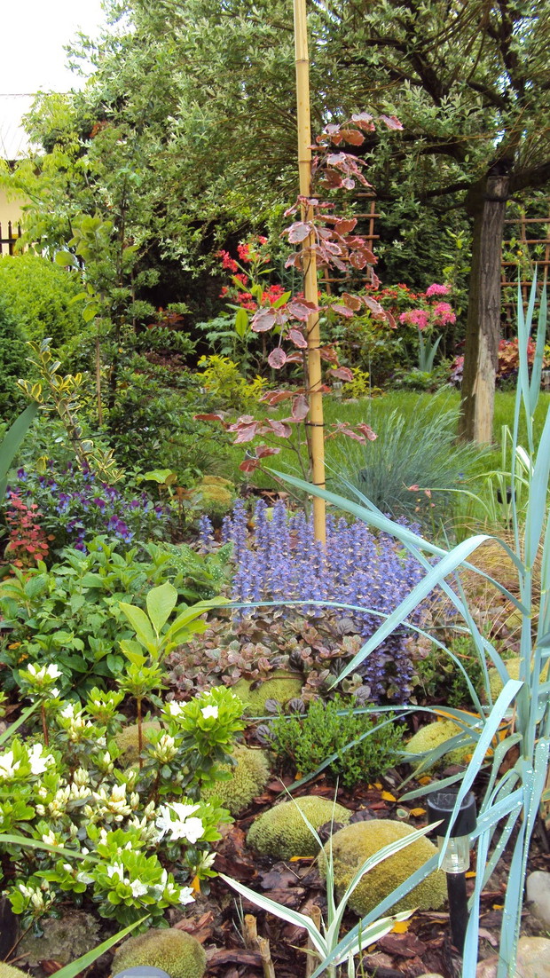 Buk tricolor z dąbrówka rozłogowa dają spektakularny efekt.
