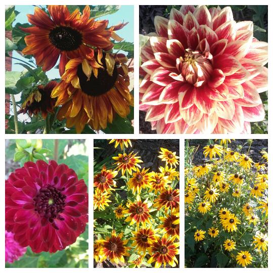 Dalie słonecznik i rudbekie. 